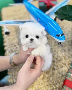 Cute Maltese puppies