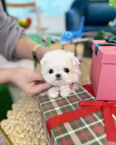 Cute Maltese puppies