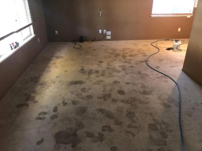 Upholstery & Rug Cleaning In Affordable Price